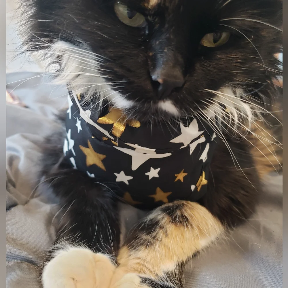 Sz XS, black, gold, and white star vest for cats